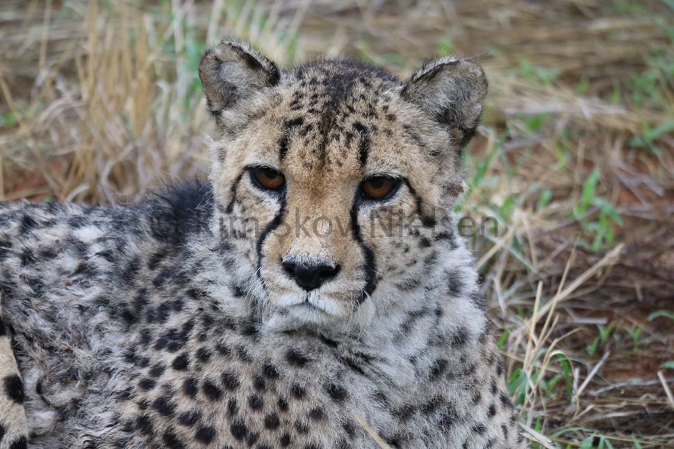 The cheetah that purred